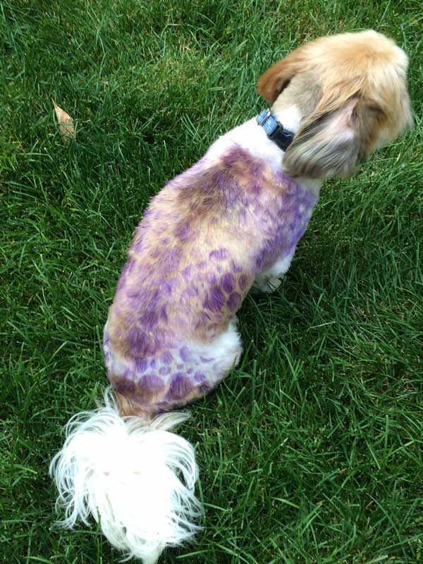 I couldn't believe they make doggie colored hair spray so I stenciled my dog! 